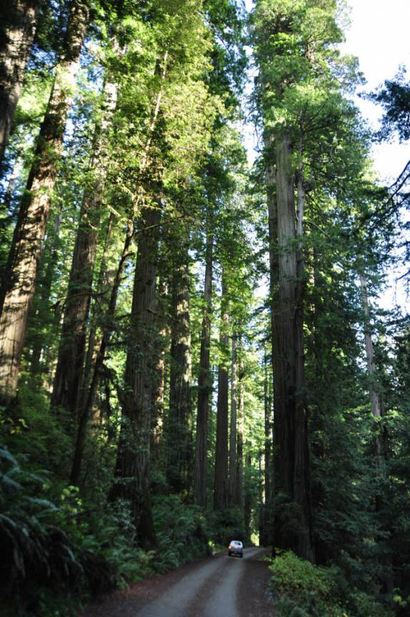 A Fiona fica minúscula perto das árvores gigantes do Redwood National Park, no norte da Califórnia, nos Estados Unidos